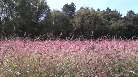 Tall Grass Meadow Stock Footage