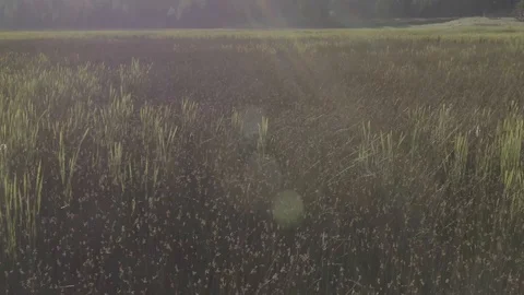 Tall Grass Meadow Stock Footage 121991080