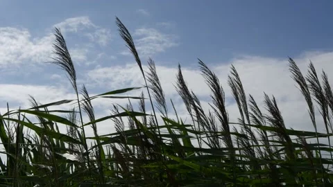 Tall grass moved by strong wind. Stock Footage 136880957