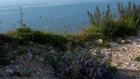 Tall grass moved by wind with ocean in backbround. Slow motion 4K Stock Footage 282862070