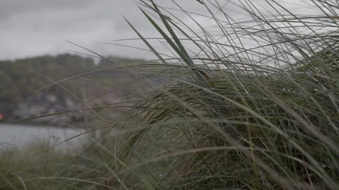 Tall grass moved by wind. Wild nature. Slow motion 4K Video stock 256969971