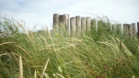 Tall grass moves with the wind, background wooden logs. 库存影片 137524085