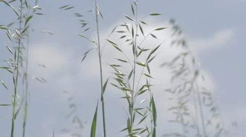 Tall grass moving in the breeze Stock Footage 43861936