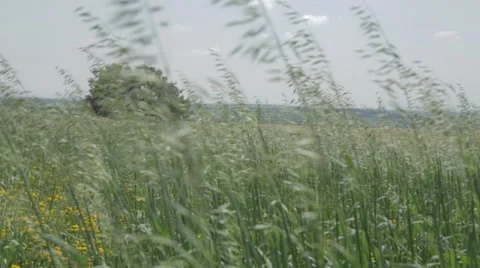 Tall grass moving fast in the wind Stock Footage 43862215