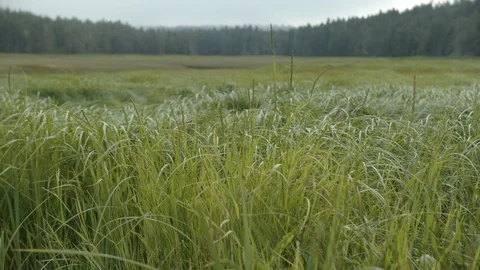 Tall Grass moving in slow motion with fog and forest, 4k Stock Footage 112274790