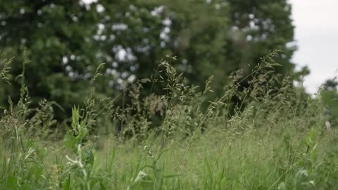 Tall grass moving slowly in the wind with trees in background in a cloudy su Stock Footage 168327582