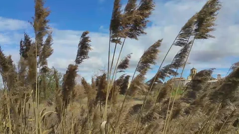 Tall grass moving in the wind, against the blue sky. Close-up. No sound. Stock Footage 92549057