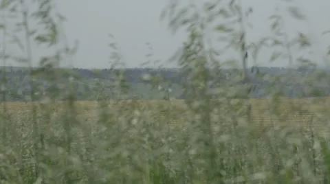 Tall grass moving in the wind Stock Footage 43862386
