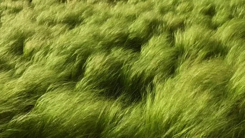 Tall grass moving in the wind Video stock 74699655