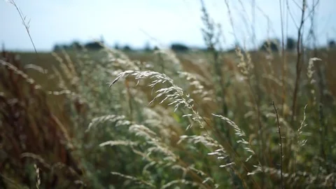 Tall grass moving in the wind Stock Footage 99118126