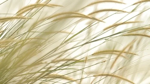 Tall grass moving in the wind Video stock 120742304