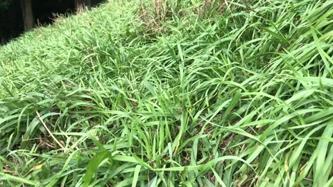 Tall grass moving in the wind Stockbeeldmateriaal 140979049