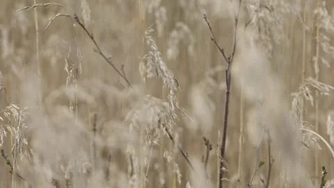 Tall grass moving in the wind. Stock Footage 240194793