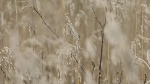 Tall grass moving in the wind. Stock Footage 240194794