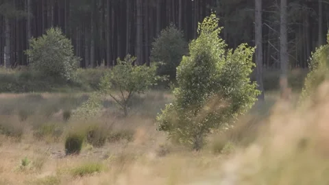 Tall grass moving in the wind Video stock 289087020