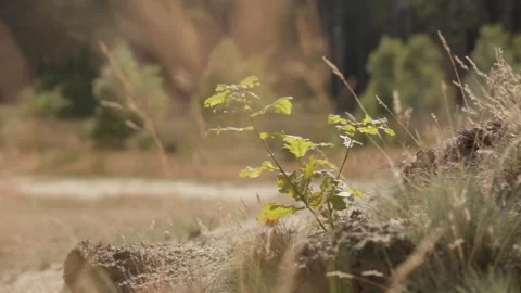 Tall grass moving in the wind Video stock 289087629