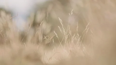 Tall grass moving in the wind Stock Footage 289090499