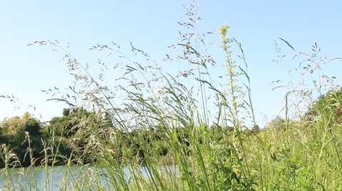 Tall grass moving in the wind by the lakeside Stock Footage 49978424