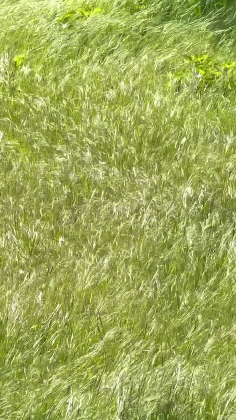 Tall Grass Moving in the Wind in Natural Outdoor Landscape. Stock Footage 335081189