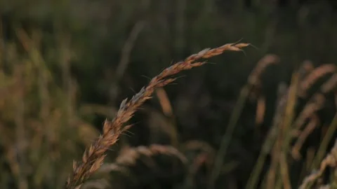 Tall grass in nature landscape during golden hour Stock Footage 202592573