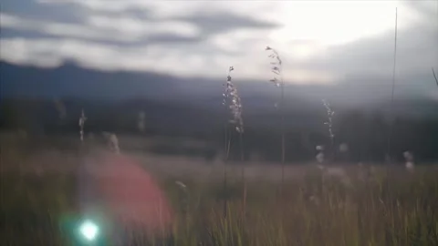 Tall grass in a open meadow blows in the wind. Stock Footage 159722536
