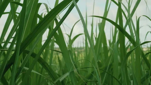 Tall Grass or Sugar Cane Stock Footage 340845841