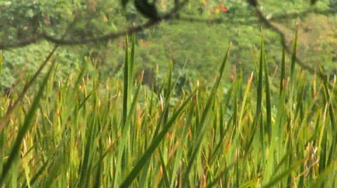 Tall Grass Pan to 3rd World Houses Stock-Footage 38320430