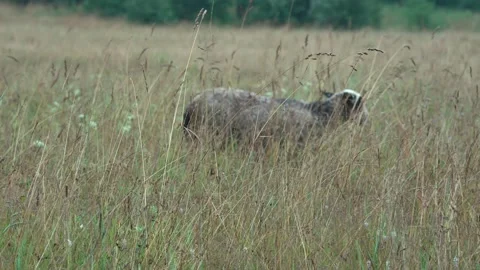 Tall Grass in the pasture Stock Footage 138143593