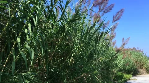 Tall grass at a pedestrian path Stock Footage 67887788