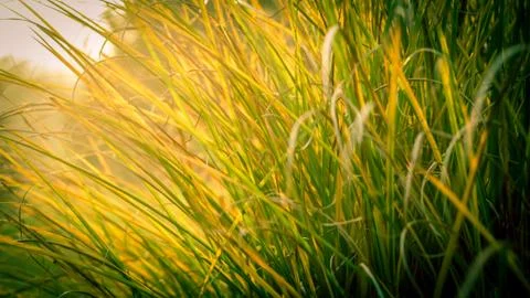 Tall grass Foto stock