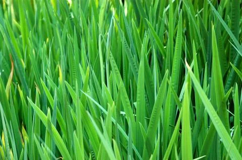 Tall grass Foto stock