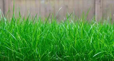 Tall Grass 写真素材