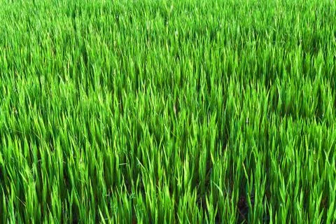 Tall grass Stock Photos