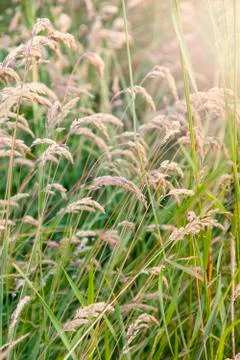 Tall grass 스톡 사진