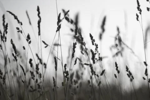 Tall grass Stock Photos