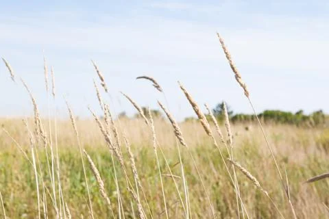 Tall Grass Stock Photos