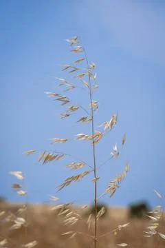 Tall Grass Stock Photos