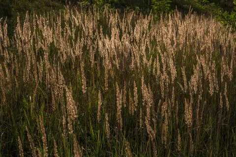 Tall grass Stock Photos
