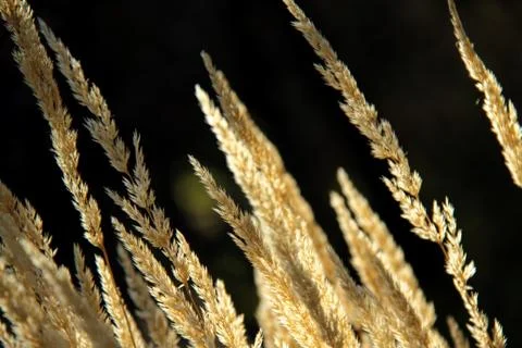 Tall grass Stock-Fotos