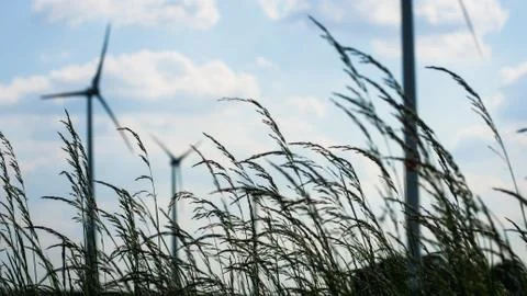 Tall grass Stock Photos