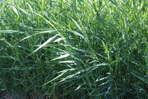 Tall grass. Stock Photos