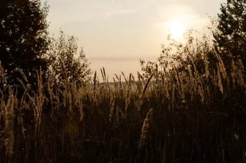 Tall grass Stock Photos