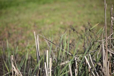 Tall Grass Stock Photos