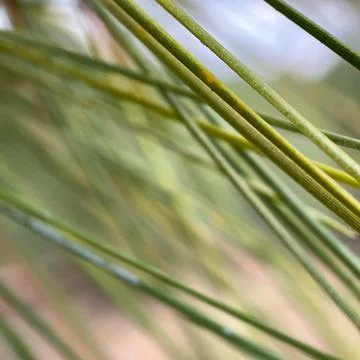 Tall grass Stock-Fotos
