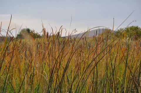 Tall Grass Foto stock