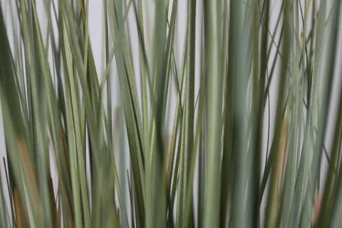 Tall Grass Stock Photos
