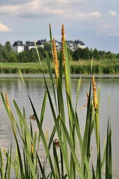 Tall grass Stock Photos