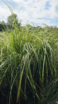 Tall grass Foto stock