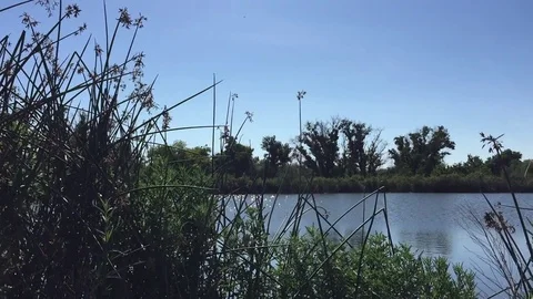 Tall Grass by a Pond 2 Stock Footage 75593131