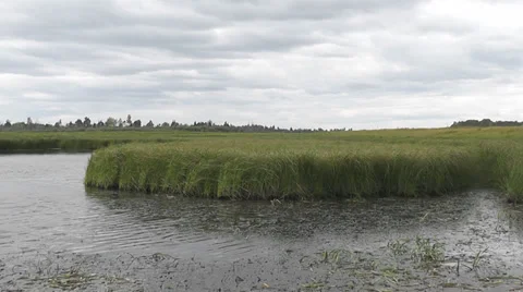 Tall grass in the pond Stock Footage 29452831